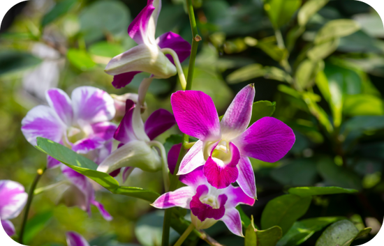 several purple flowers