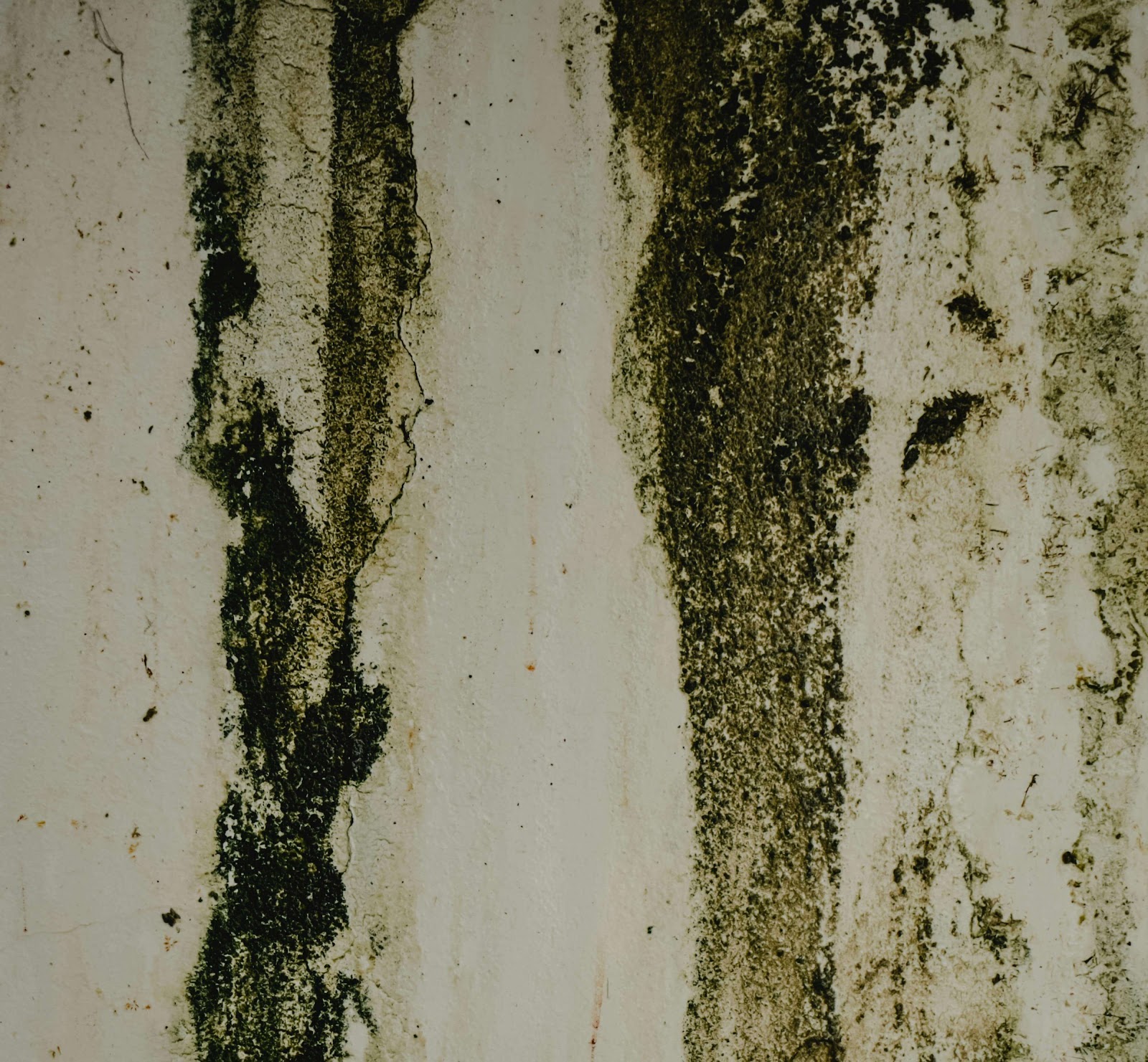 Green and black mold damage on a wall.