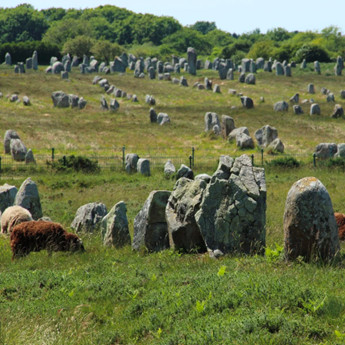 A group of animals grazing in a field

Description automatically generated