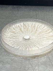 mycelium growth on agar plate