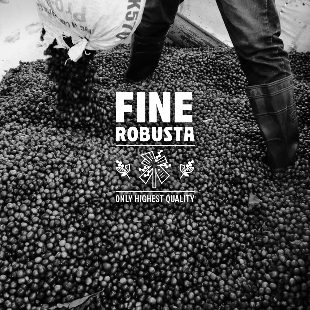 Vietnamese Robusta Reimagined: A New Specialty Coffee Frontier