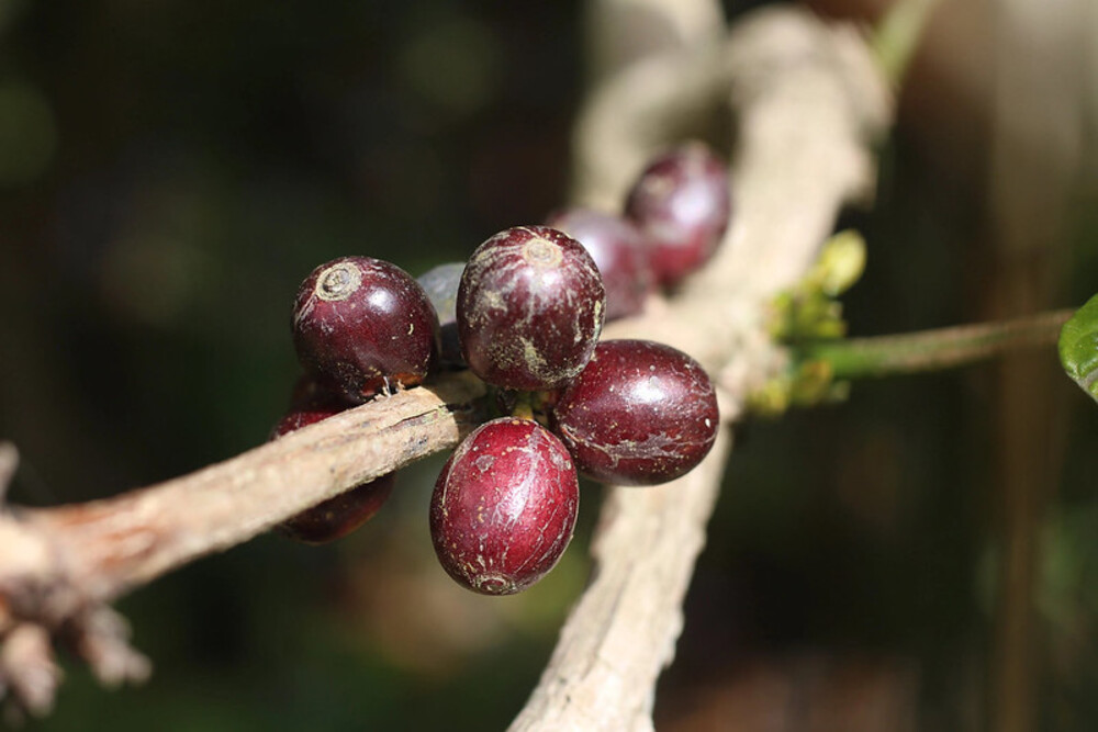 Robusta Coffee Definition and Meaning