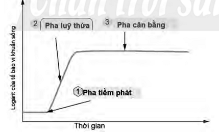 BÀI 25: SINH TRƯỞNG VÀ SINH SẢN Ở VI SINH VẬT