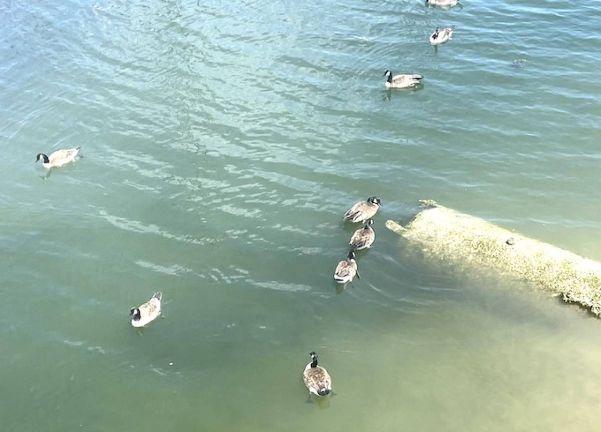 An array of Canada geese swim in shallow water