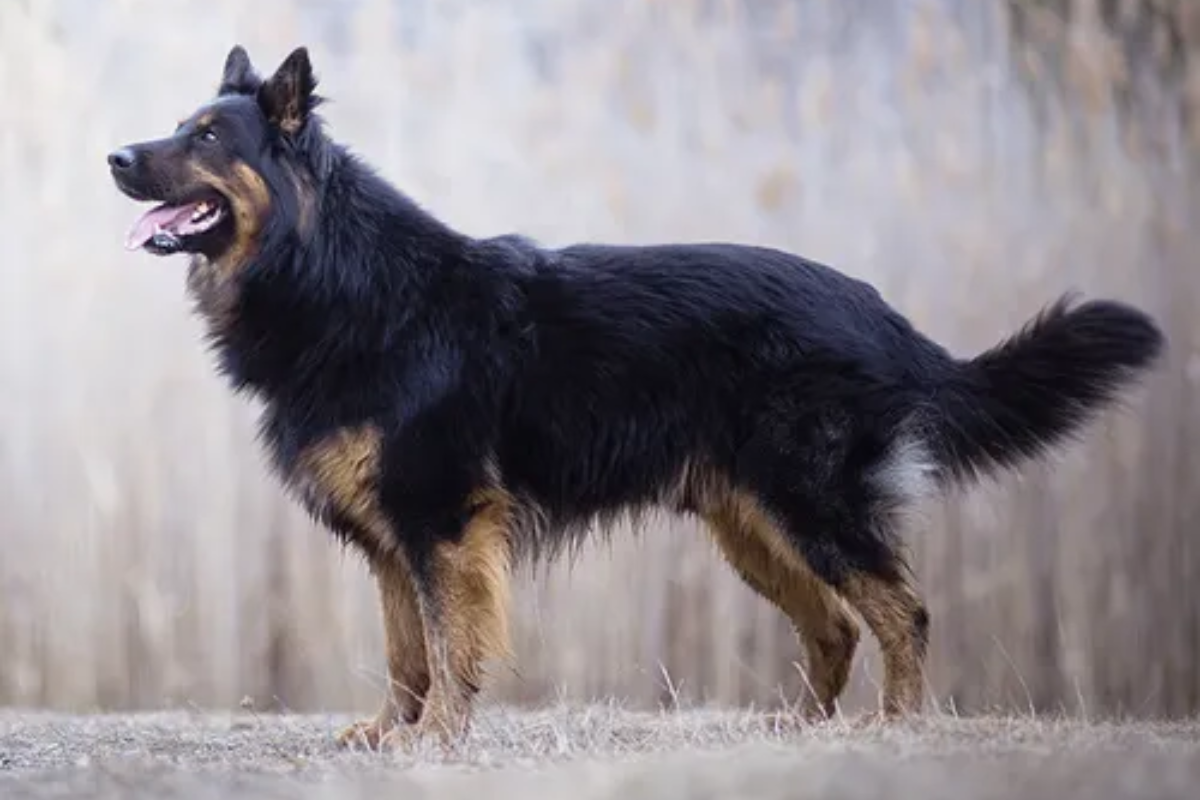 Bohemian Shepherd dog similar to German Shepherd standing in snow 