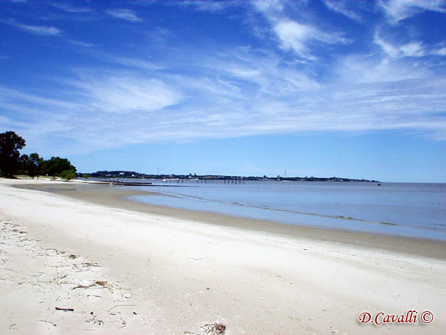 Blue sky and clear water and white sand on the beach and tall trees near the beach