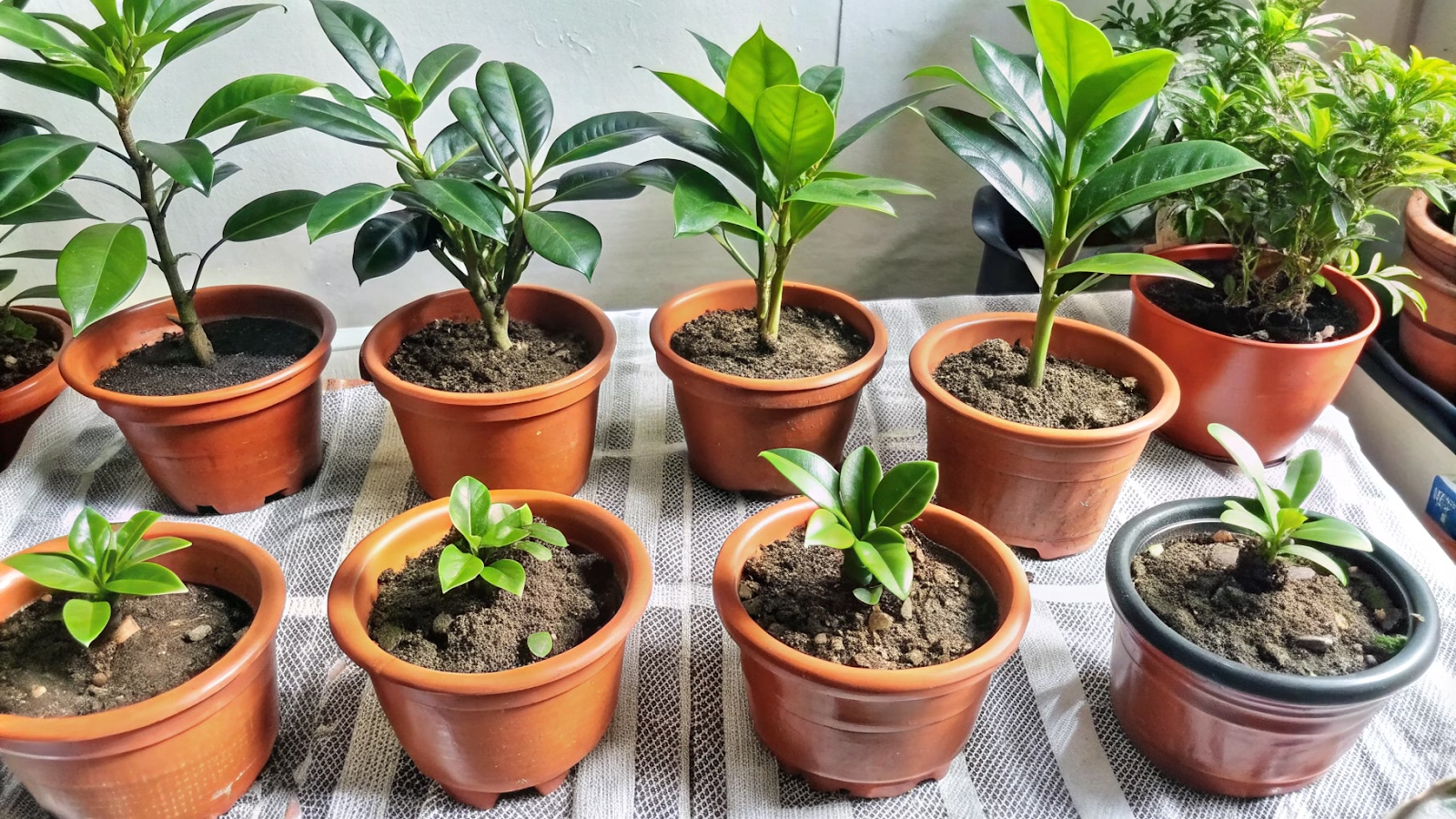 Cultivo em casa da planta Sideroxylon dulcificum em vasos de diferentes tamanhos.