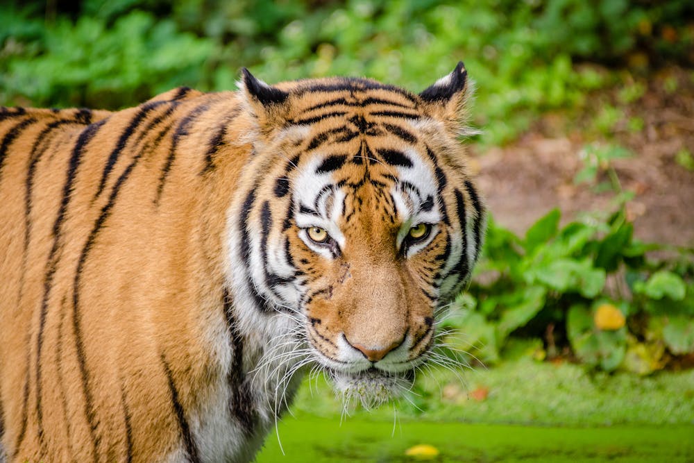 Bengal Tiger on Green Grass