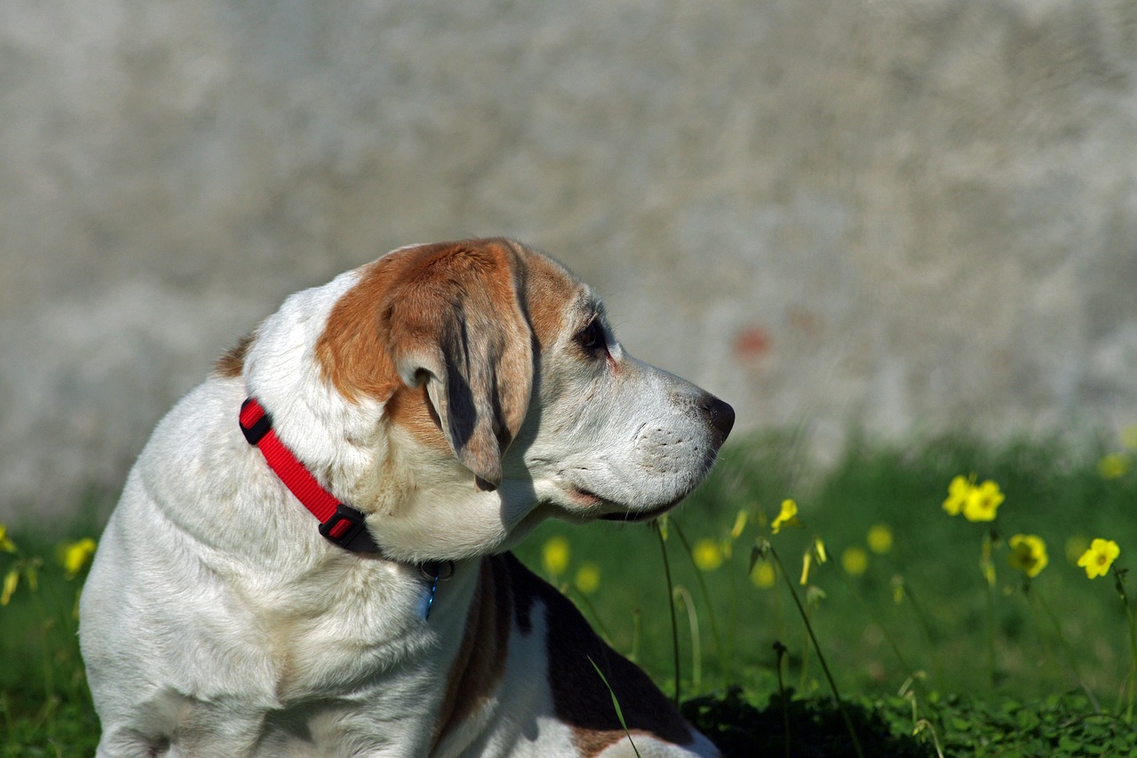 横を見ている歳をとったビーグル犬