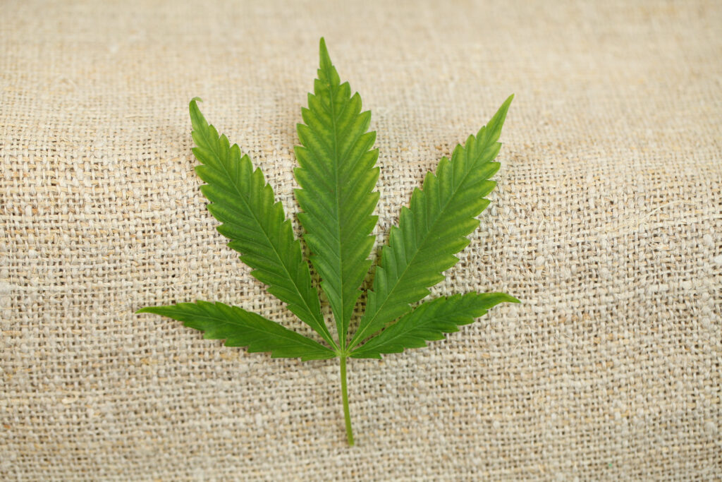Hemp leaf on sustainable textile fabric symbolizing eco-conscious hemp product branding