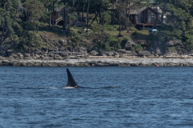 Whale Watching in the Southern Gulf Islands