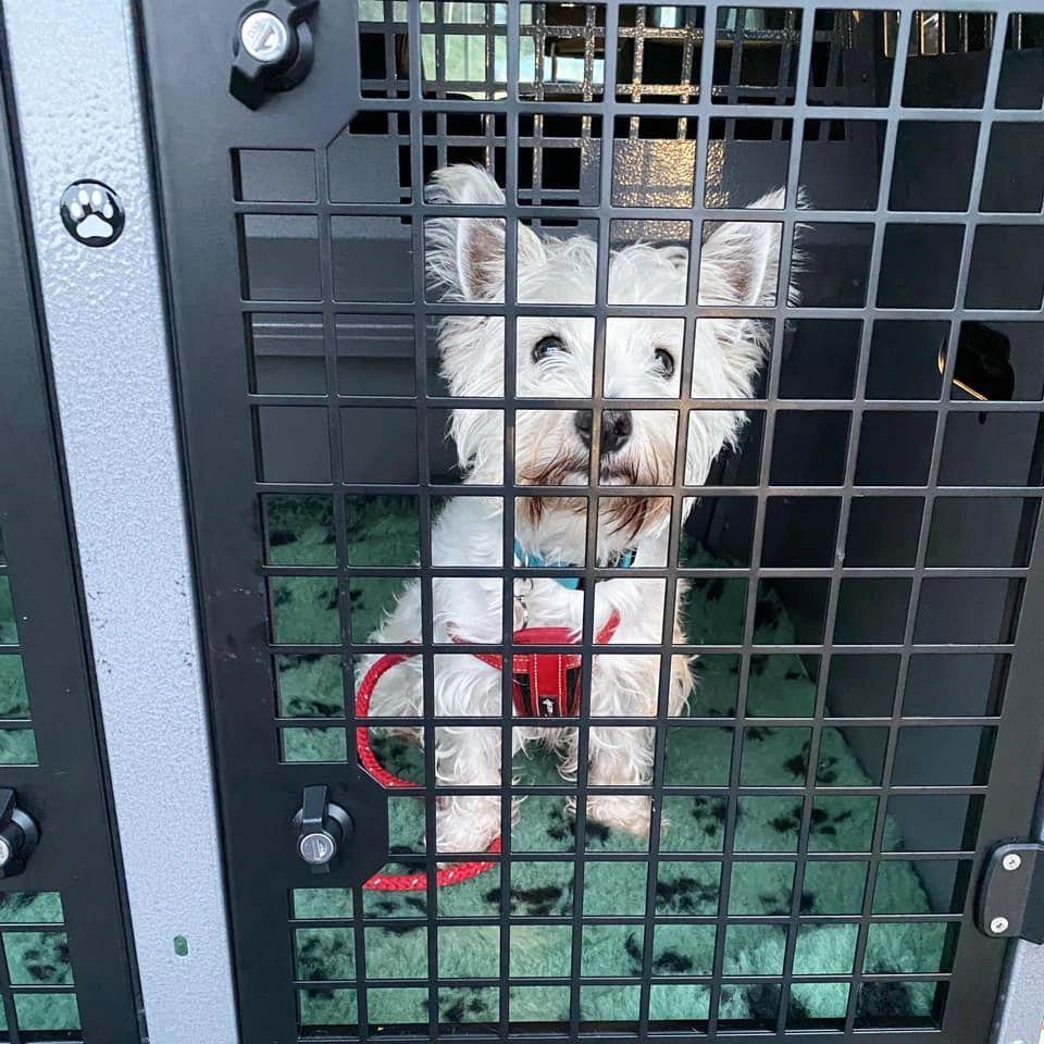 Westie in Trans K9 cage
