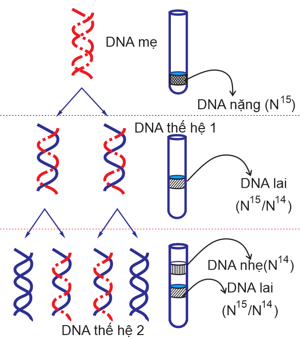 Cấu trúc và chức năng DNA - Lý thuyết vận dụng