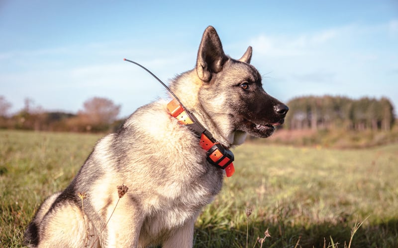 cosa portare per escursione con cane