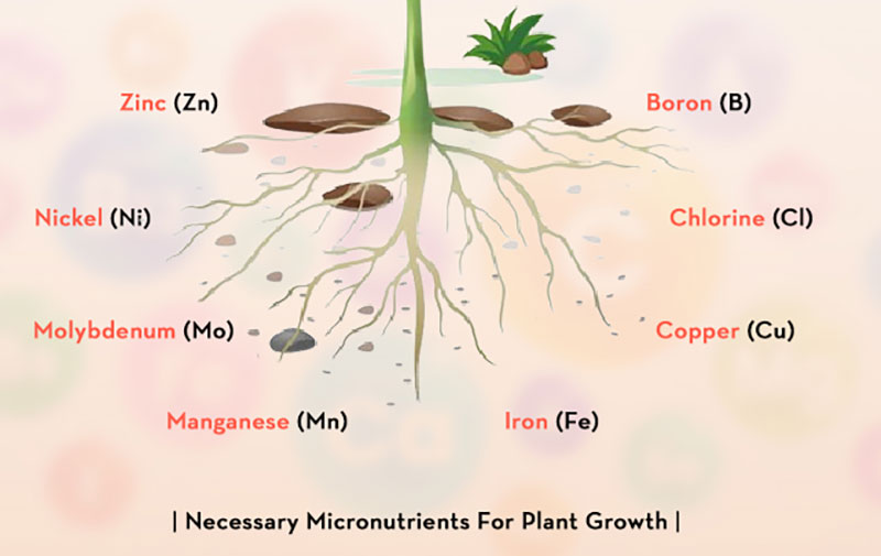 Types of Micronutrients