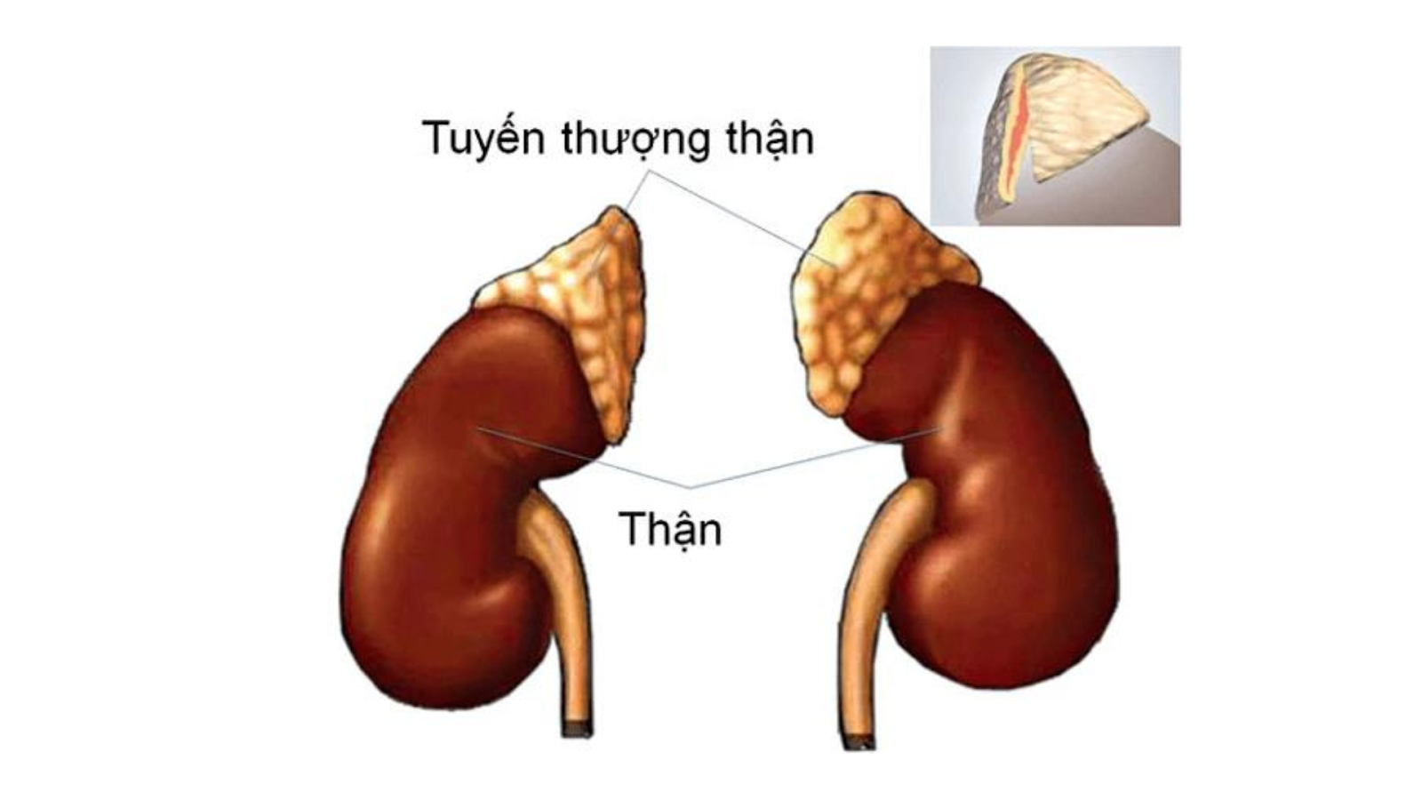 suy-tuyen-thuong-than-o-nguoi-cao-tuoi-1