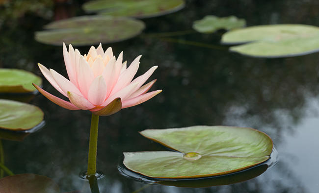 colorado-waterlily-profile.jpga.jpg