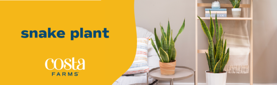 Transform Your Arizona Home Green