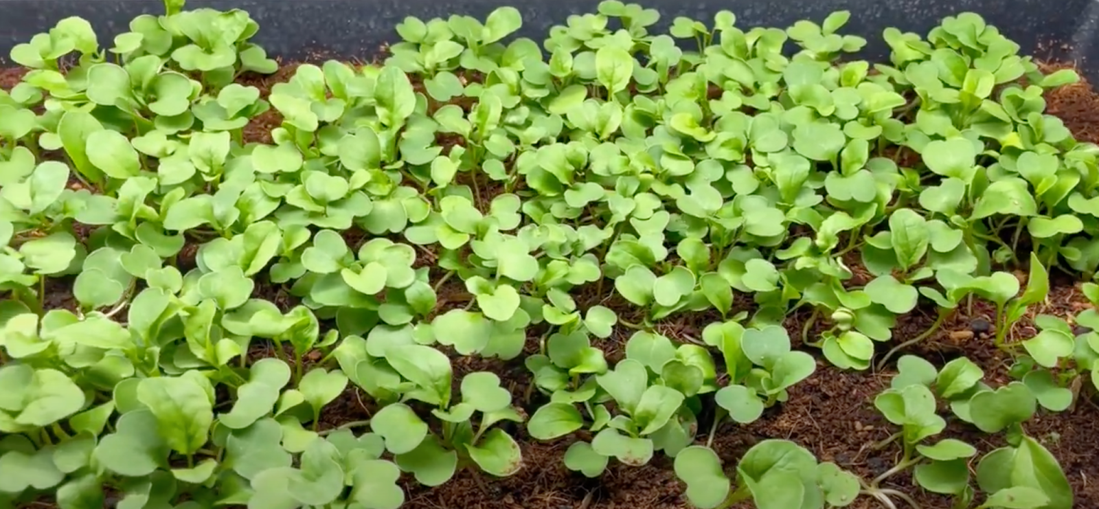 grow your own arugula at home