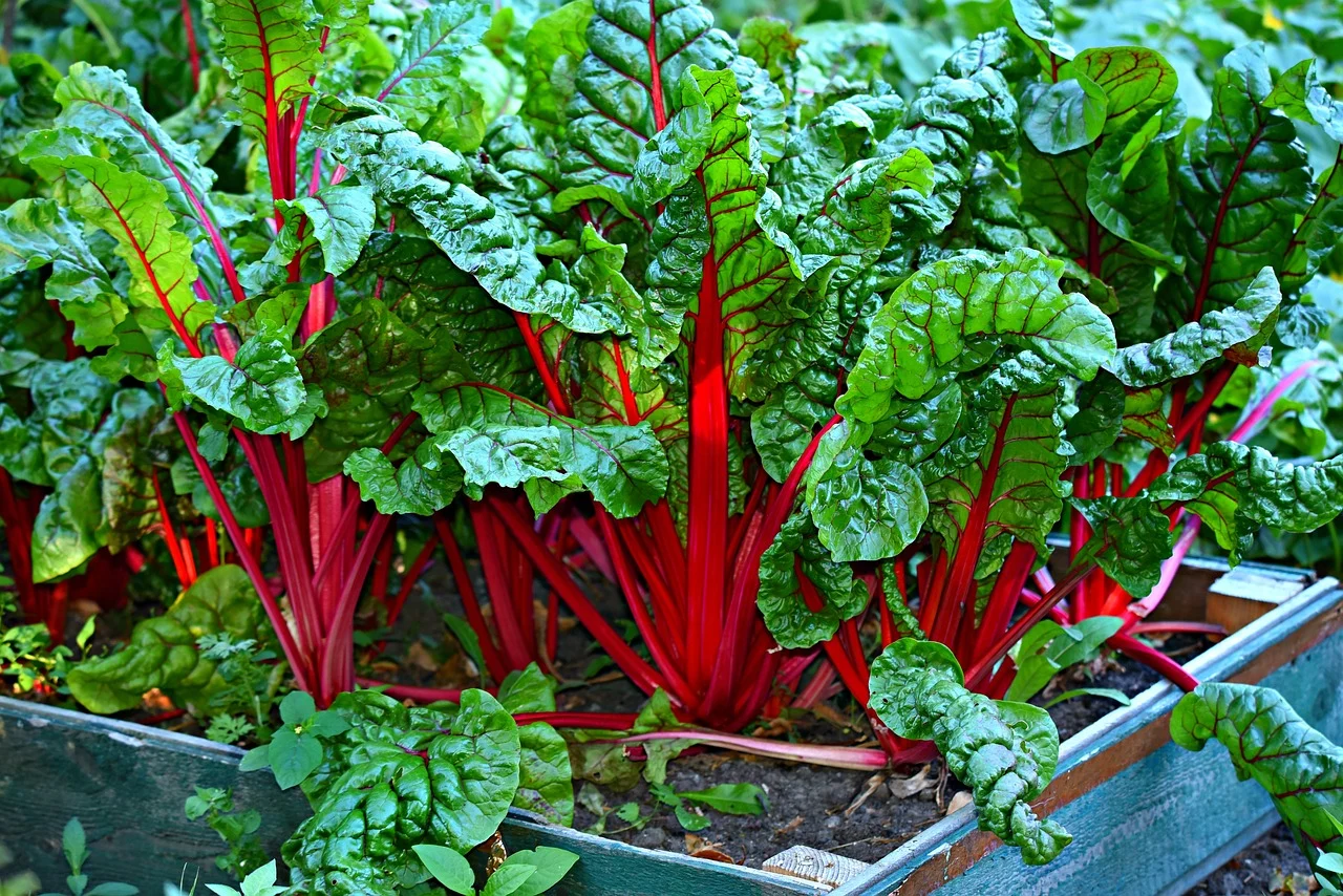 Swiss chard growing tips