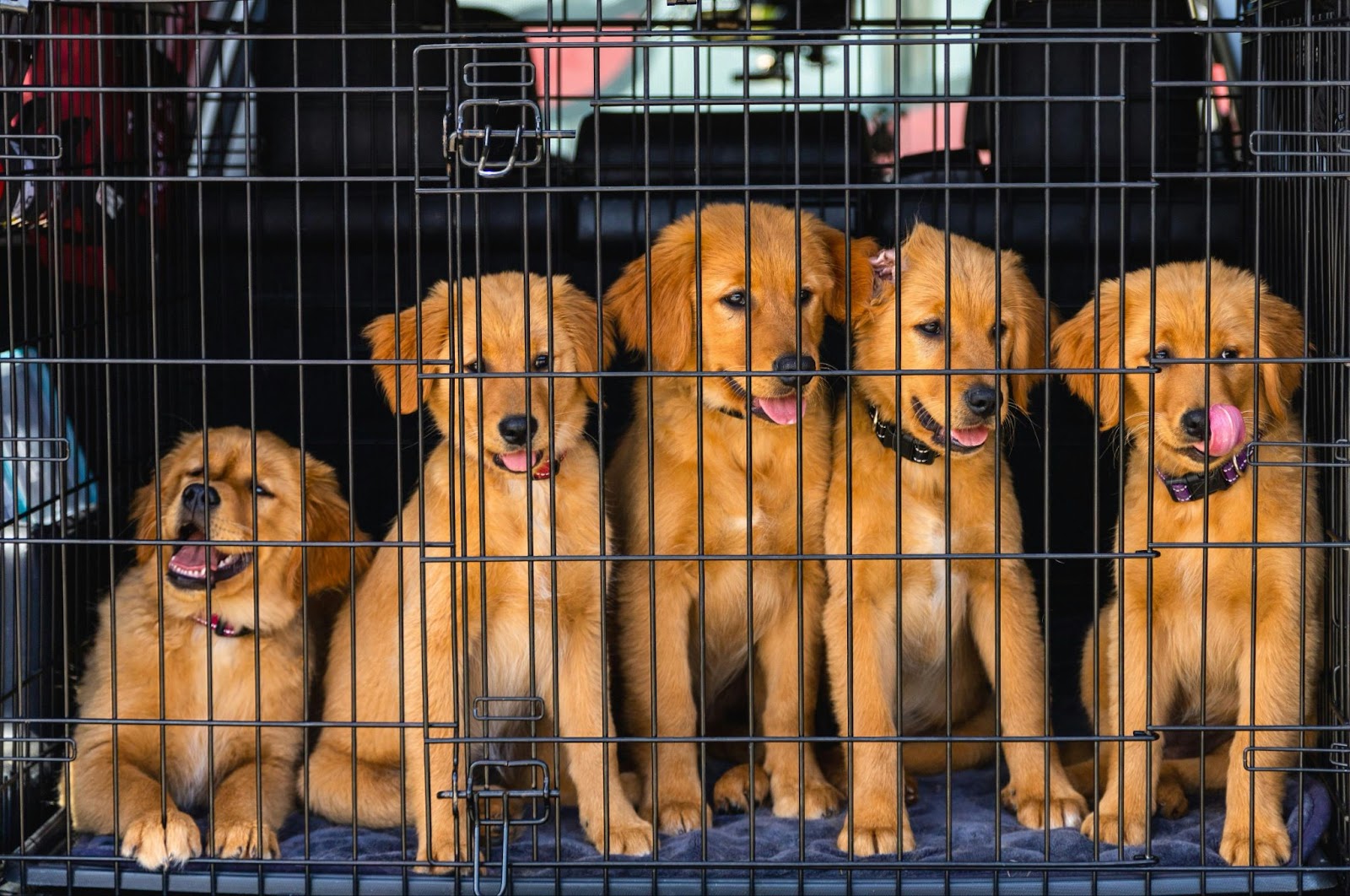 Five Golden Retriever Puppies in a Car Crate