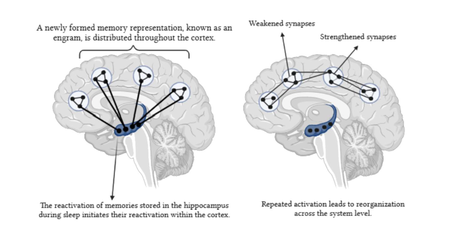 A diagram of the brain

AI-generated content may be incorrect.