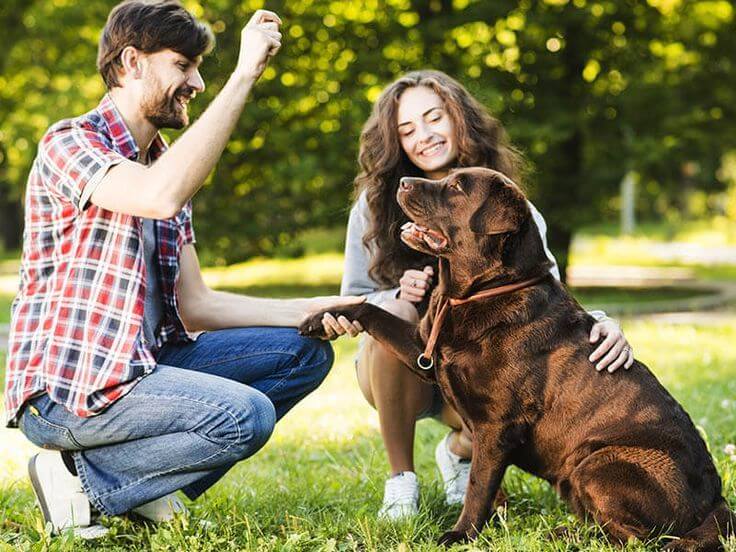 Cheap dog training in Bangalore