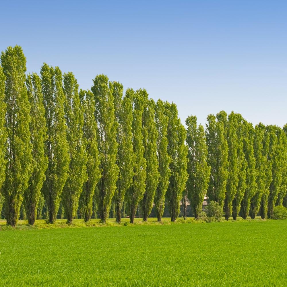 The Lombardy Poplar is a fast-growing deciduous tree, commonly used as a windbreak