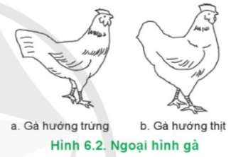 BÀI 6. CHỌN GIỐNG VẬT NUÔI