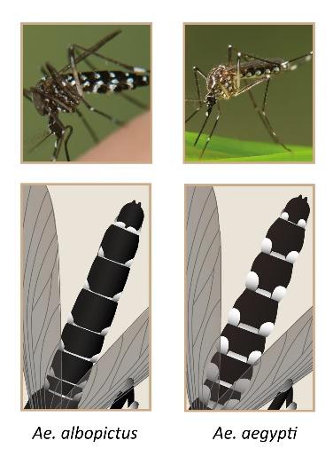 http://www.mosquitoalert.com/wp-content/uploads/Aedes_Layout3.jpg