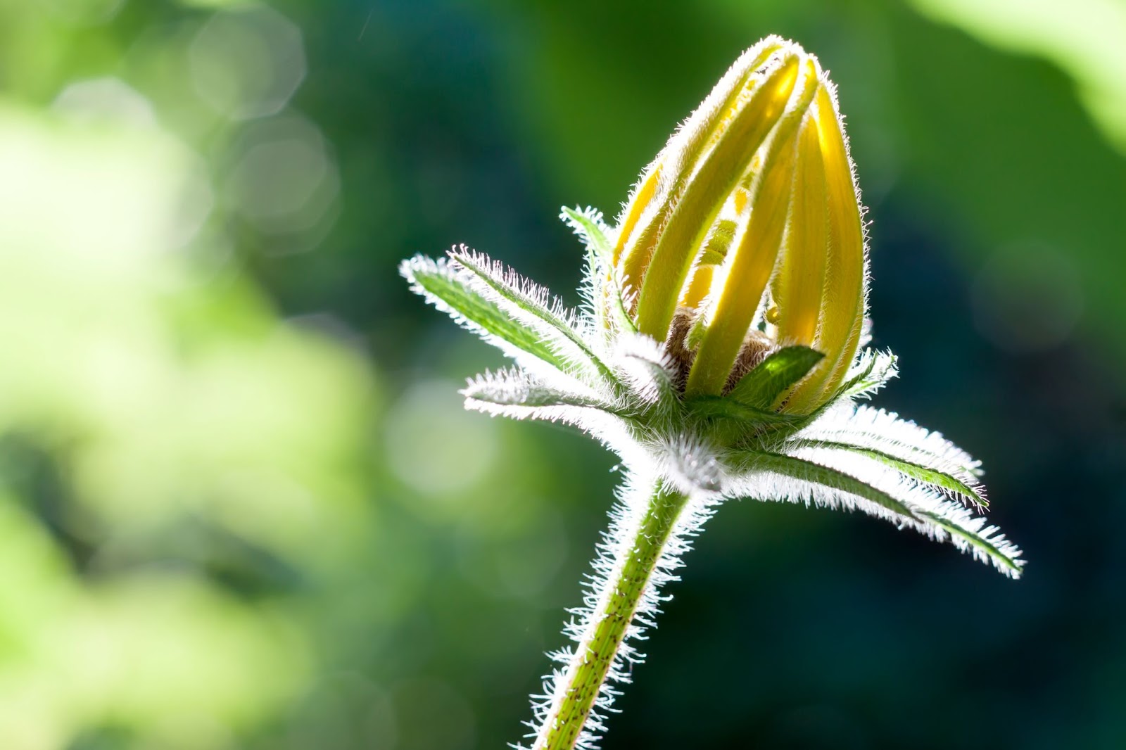 yellow color flower
