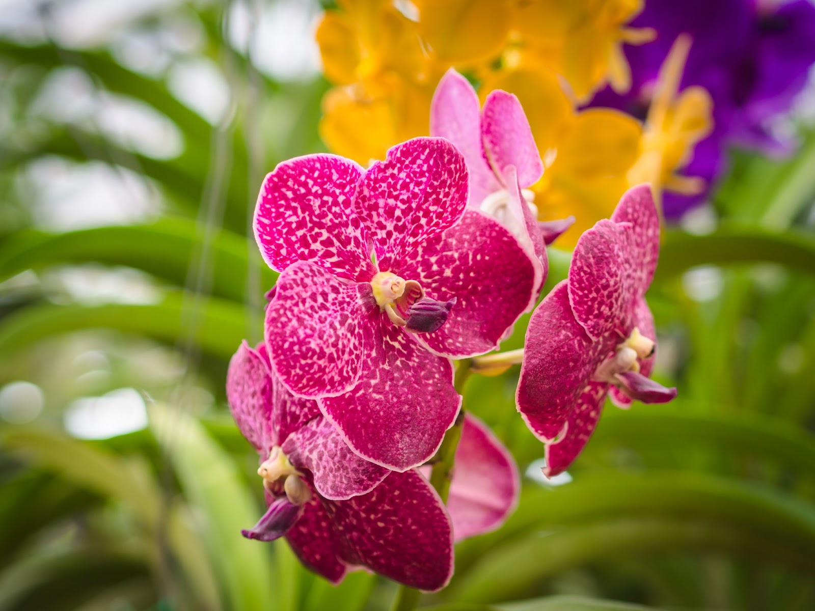 Orquídea rosa escuro com algumas bolinhas brancas e bordas brancas. A Orquídea está na frente de outras duas, de cor amarela e roxa que estão borradas ao fundo e também há folhagem verde borrada no fundo.