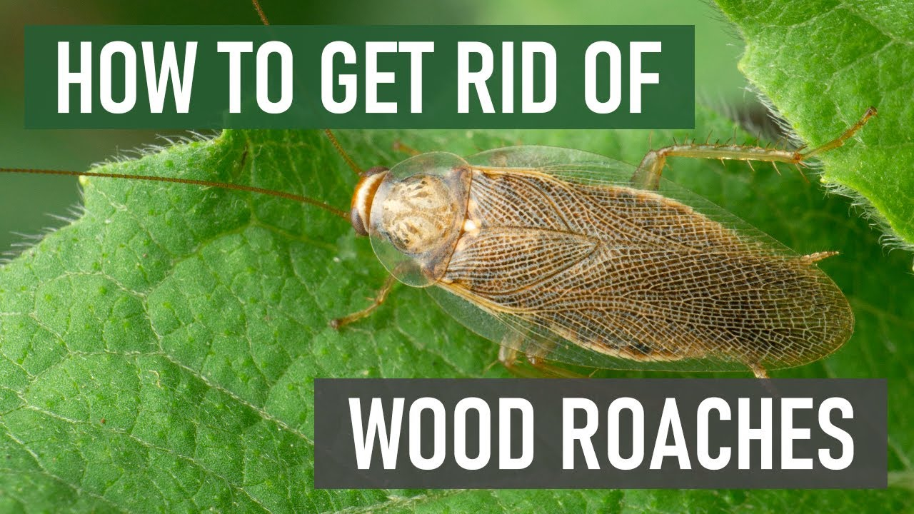 How to Get Rid of Wood Roaches Naturally
