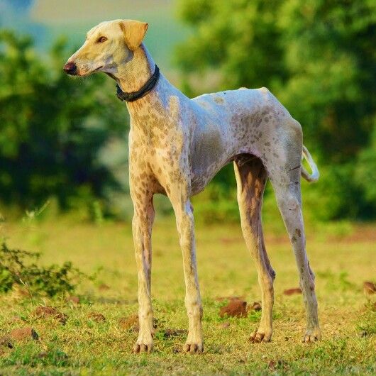 Top Dog Breeds in India That Are Resilient and Loving