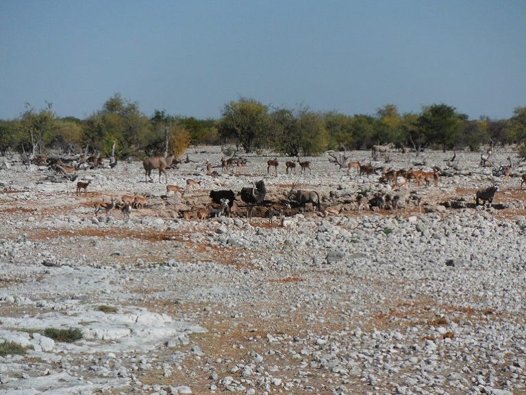 Etosha Pan - Best Places to Visit in Namibia