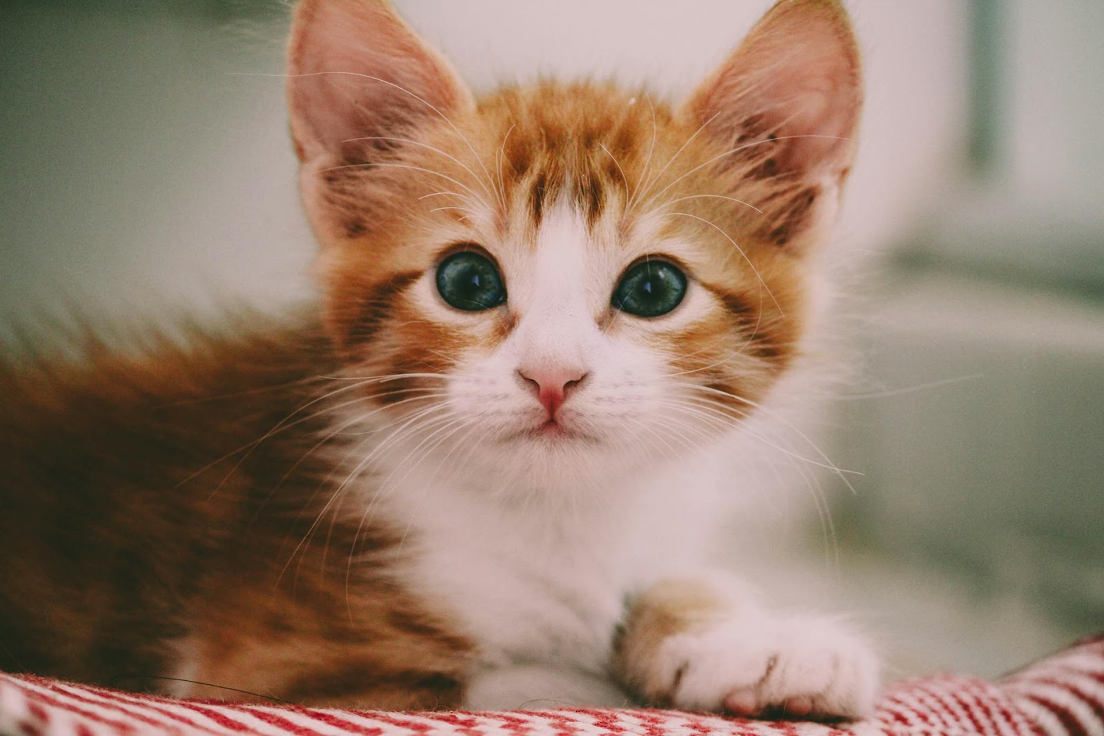 An abandoned kitten resting peacefully.