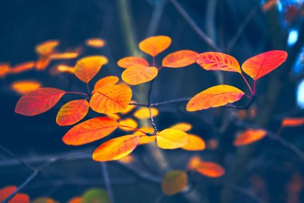 Nature’s Calm: 18 Peaceful Views in Pictures, calming pictures, peaceful views, nature, landscape, serene earth, relaxing images