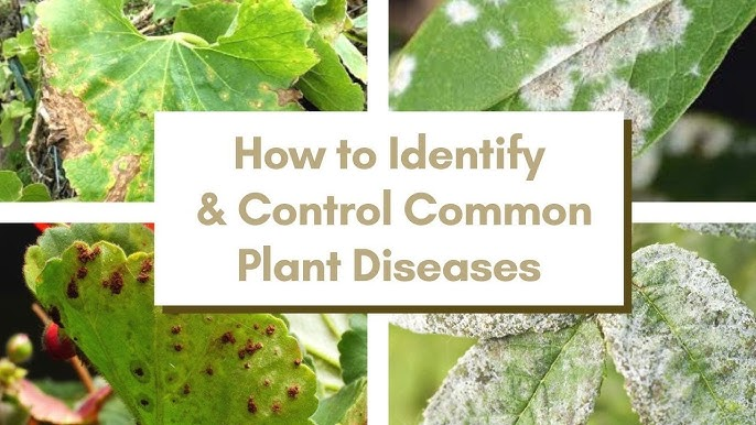 How to Identify Plant Diseases