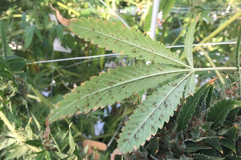 Cannabis aphids