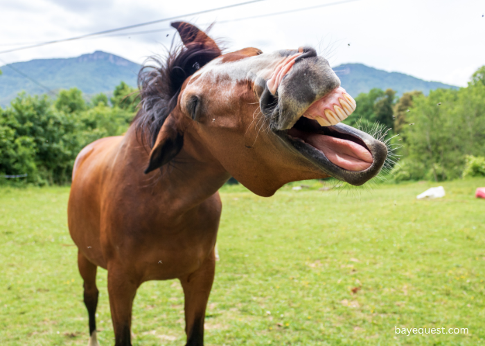 Do Horse Teeth Keep Growing?