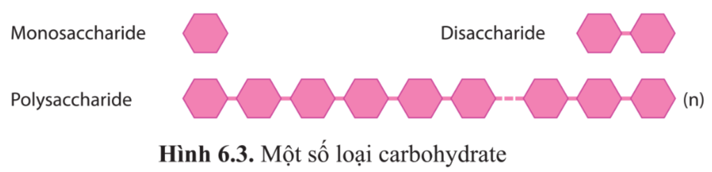 BÀI 6 - CÁC PHÂN TỬ SINH HỌC