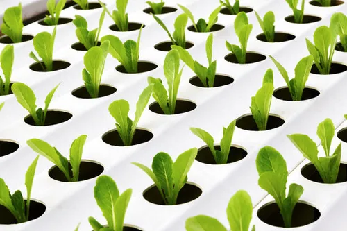 hydroponic farming 