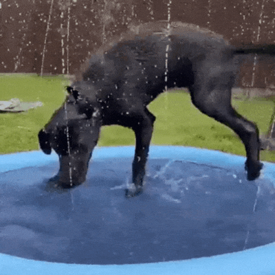 Doggy Splash Pad – 50% Off Sale