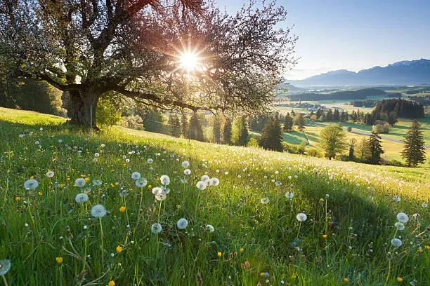 12 Moments When Forests Breathe, forest breathing, atmospheric woods, nature, landscape, living trees, earthy air