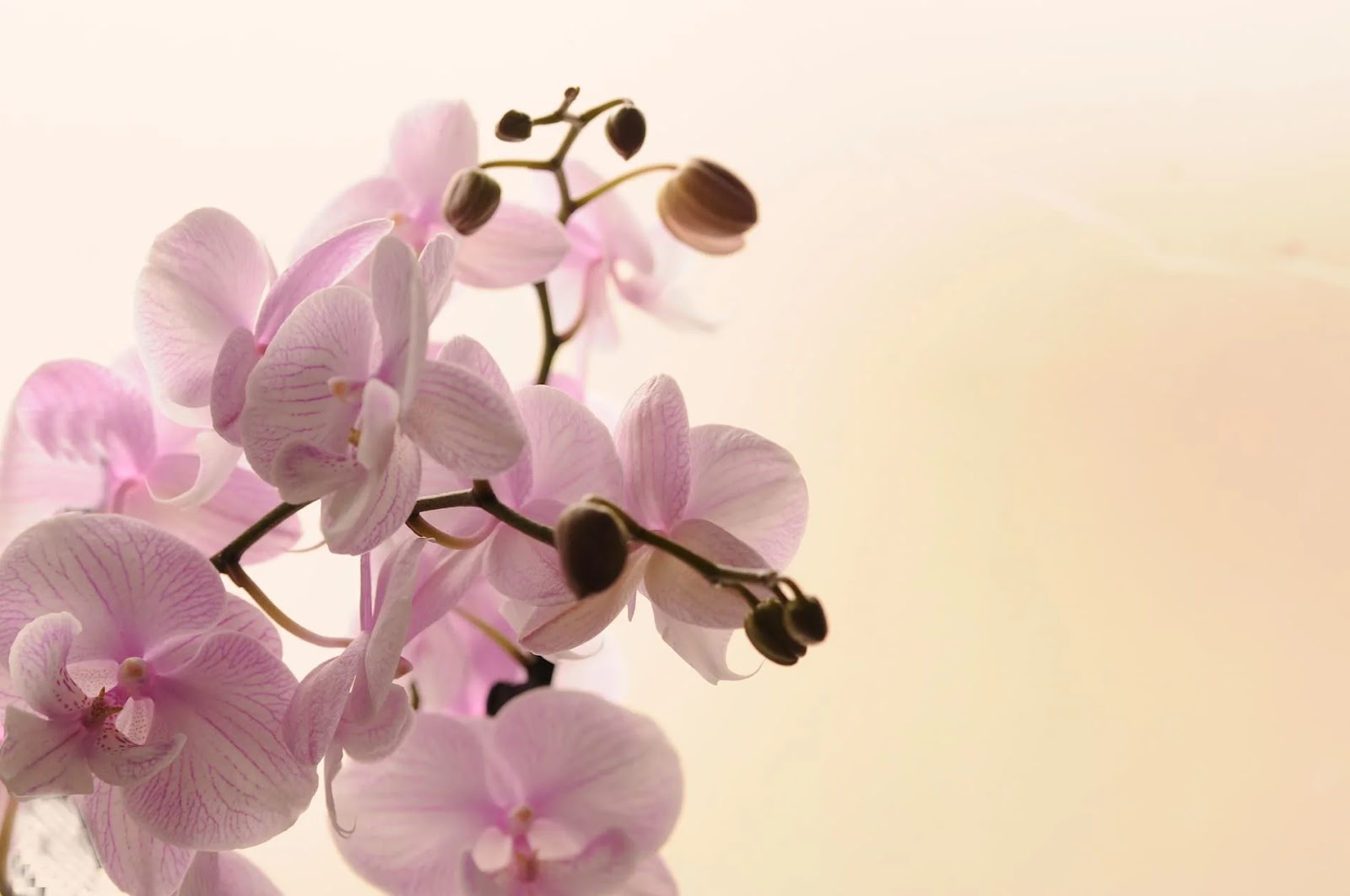apology-flowers-and-their-meanings