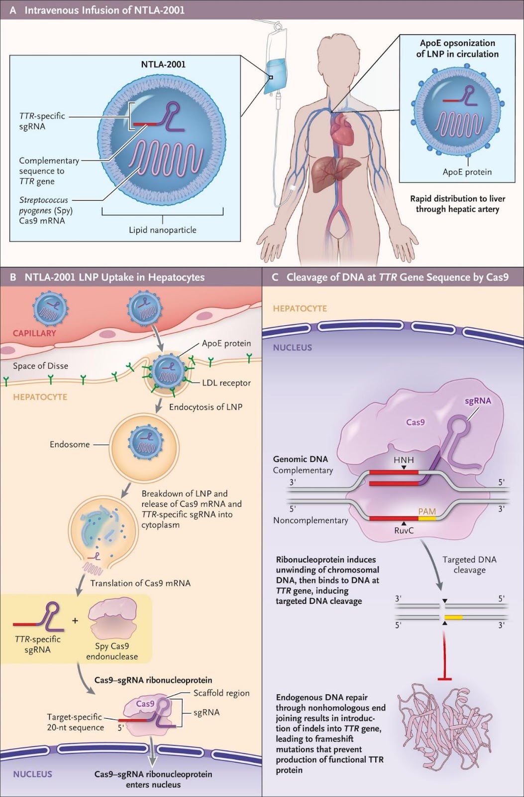 The mechanism of NTLA-2001 in vivo CRISPR therapy.