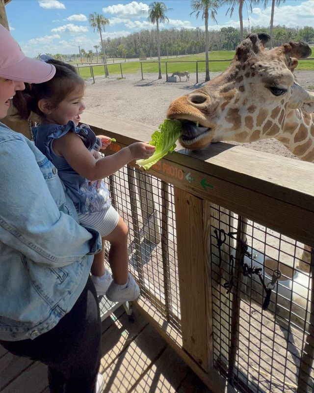 A young child feeding a giraffe a piece of lettuce while being held by an adult at Wild Florida’s Drive-Thru Safari.