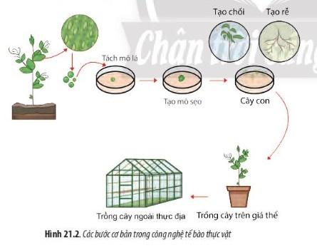 BÀI 21 - CÔNG NGHỆ TẾ BÀOMỞ ĐẦUCâu 1: Các phương pháp lai tạo giống vật nuôi và cây trắng truyền thông tạo ra các cá thể con mang những đặc tính di truyền giống bố mẹ và những đặc điểm sai khác so với bố mẹ. Vậy, để tạo ra hàng loạt cây trắng từ một phân cơ thể (mô hoặc tế bào) và mang đặc điểm giống hệt cơ thể bố. mẹ thì người ta thường đùng phương pháp nào? Tại sao?Đáp án chuẩn:Người ta sử dụng công nghệ tế bào để nhân bản vô tính vật nuôi, cây trồng. Tại vì phương pháp này dựa trên tính toàn năng của tế bào, nguyên lý phân chia và biệt hóa của tế bào để tạo ra sản phẩm là các dòng tế bào, cơ quan, cơ thể với số lượng lớn.I. CÔNG NGHỆ TẾ BÀO LÀ GÌ?Câu 1: Quan sát Hình 21.1 và 21.2 hãy cho biết thế nào là công nghệ tế bào.Đáp án chuẩn:Công nghệ tế bào là quy trình kỹ thuật nuôi cấy tế bào hoặc mô trên môi trường dinh dưỡng nhân tạo để tạo thành cơ quan hoặc cơ thể hoàn chỉnh.Luyện tập: Nêu những thành tựu của công nghệ tế bào mà em biết.Đáp án chuẩn:Nhân bản vô tính cừu Dolly, nhân giống các loại cây dược liệu quý, các giống cây ăn quả tốt và các loại cây cảnh có giá trị cao.Câu 2: Cơ sở khoa học của công nghệ tế bào là gì?Đáp án chuẩn:Cơ sở khoa học của công nghệ tế bào là dựa trên tính toàn năng, khả năng biệt hóa và phân biệt của tế bào, cùng khả năng phân chia và điều khiển sự biệt hóa bằng các thành phần môi trường, đặc biệt là hormone sinh trưởng.Câu 3: Quan sát Hình 21.2 và 21.3, cho biết nguyên lí để thực hiện công nghệ tế bào là gì?Đáp án chuẩn:Công nghệ tế bào là quá trình nuôi cấy tế bào hoặc mô trên môi trường dinh dưỡng nhân tạo để tạo thành cơ quan hoặc mô cơ thể.Câu 4: Quan sát hình 21.3 và 21.4 cho biết tính toàn năng của tế bào là gì. Tính toàn năng của tế bào thực vật và tế bào động vật giống hay khác nhau?Đáp án chuẩn:Tế bào quy định tất cả các đặc tính của sinh vật. Tế bào thực vật có khả năng tái tạo một cá thể từ một mô hoặc tế bào ban đầu. Động vật có khả năng tái tạo tế bào giống nhau và biệt hóa thành các tế bào trưởng thành.II. CÔNG NGHỆ TẾ BÀO THỰC VẬTCâu 5: Hãy cho biết mô sẹo có thể phát triển thành bộ phận nào của cây con?Đáp án chuẩn:- Phát triển thành tất cả các bộ phận của cây con để tạo thành cây con hoàn chỉnh.Câu 6: Trình bày tóm tắt quy trình thực hiện nhân giống vây trồng bằng công nghệ tế bào thực vật.Đáp án chuẩn:-  Tách và nuôi cấy mô phân sinh.-  Nuôi cấy mô sẹo thành cơ thể mới.-  Nuôi trồng các cây con ở môi trường thực địa.III. CÔNG NGHỆ TẾ BÀO ĐỘNG VẬTCâu 7: Quan sát hình 21.6 và trình vày quy trình nhân bản vô tính vật nuôi.Đáp án chuẩn:- Xử lý các tế bào thực hiện nhân bản vô tính.- Dung hợp tế bào.- Nuôi cấy tế bào lai.- Tạo cơ thể mới.Câu 8: Quan sát Hình 21.7 và cho biết thế nào là cấy truyền phôi động vật.Đáp án chuẩn:Công nghệ cấy truyền phôi bò là quá trình nuôi cấy và chuyển phôi từ bò cho phôi sang bò nhận phôi để tạo thành cá thể bò mới.Câu 9: Trình bày sơ đồ quy trình cấy truyền phôi động vật.Đáp án chuẩn:1. Tách lấy phôi từ động vật cho phôi.2. Tác động vào phôi trước khi cấy vào tử cung của động vật nhận phôi.3. Cấy phôi đã được tác động vào tử cung của động vật nhận phôi để thực hiện việc mang thai và sinh con.Luyện tập: Trong thực tế , đã có những thành tựu công nghệ tế bào động vật nào được đưa vào ứng dụng và sản xuất?Đáp án chuẩn:- Ghép da từ một phần da khỏe của bệnh nhân để chữa lành các vết bỏng.- Ghép nội tạng từ mô nội tạng của lợn.- Sản xuất trứng có khả năng chữa bệnh Wolman từ gà có chuyển gen.- Sản xuất sữa có chứa antithrombin alfa từ dê có chuyển gen, được sử dụng để điều trị suy giảm antithrombin alfa.Vận dụng: Hãy tìm hiểu về một thành tựu của công nghệ tế bào thực vật hoặc động vật. Đánh giá tính hiệu quả của việc ứng dụng thành tựu đó trong đời sống.Đáp án chuẩn:Một ví dụ về thành tựu của công nghệ tế bào thực vật là sử dụng nuôi cấy mô để nhân nhanh các giống cây trồng. Quy trình này đòi hỏi công nghệ cao, nhưng giúp người trồng có thể sản xuất các giống cây trồng sạch bệnh, đồng loạt, và có chất lượng ổn định để xuất khẩu với số lượng lớn.BÀI TẬP