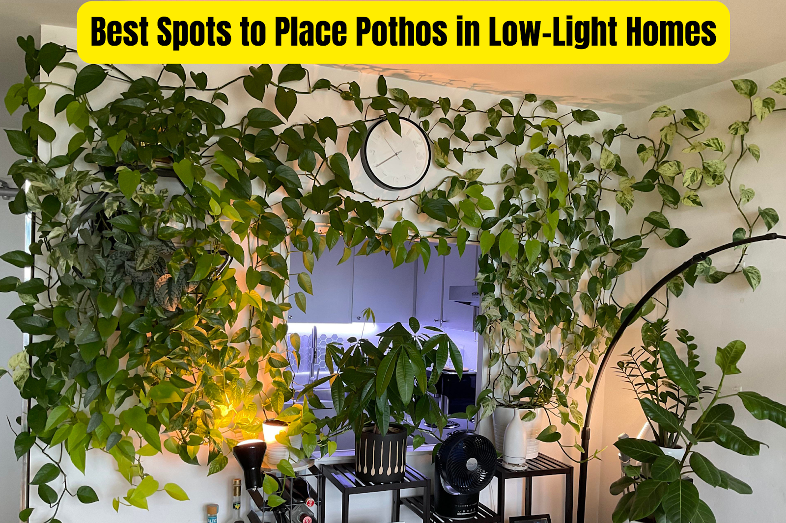 Where to Place Pothos in Low-Light Homes