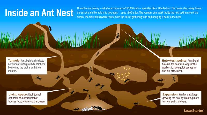 This illustration depicts an ant nest underground, showcasing tunnels, living spaces, and entry/exit points. Labels describe roles like tunneling, nest expansion, and food gathering—highlighting biomimetic innovation in sustainable structures with grass and soil layers as the natural background.